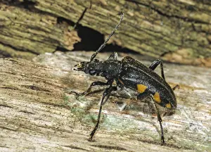 Natural Environment Insects Drucke: Brachyta interrogationis, mounted beetle