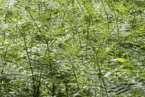 No People Deserted Landscape Germany Drucke: Bracken (Pteridium aquilinum) in spring
