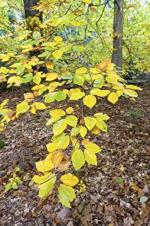 Autumn Beech Tree Drucke: Branch of a beech tree in autumn