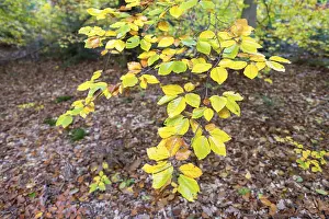 Autumn Beech Tree Drucke: Branch of a beech tree in autumn