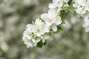 Central European Agriculture Drucke: Branch of a blossoming apple tree