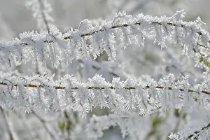Bilder Datiert 20. Januar 2024: Ast mit Eiszapfen.