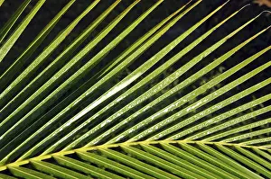 Tropical Rainforest Leaves Drucke: Branch of a palm tree