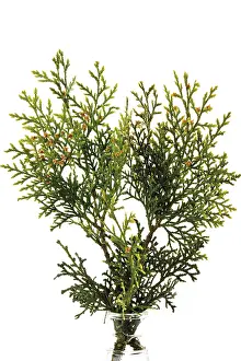 Cupressaceae Family Tree Drucke: Branch of a Thuja tree