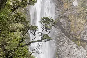 Oceania Nature Photography Drucke: Branch of a tree in front of waterfall
