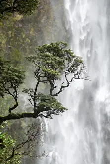 Uninhabited Countryside Landscape Photo Drucke: Branch of a tree in front of waterfall