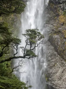Devils Punchbowl Falls Landscape Drucke: Branch of a tree in front of waterfall