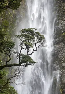 Devils Punchbowl Falls Landscape Drucke: Branch of a tree in front of waterfall
