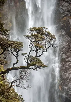 Uninhabited Waterfront Scenery Drucke: Branch of a tree in front of waterfall
