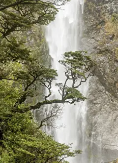 Devils Punchbowl Falls NZ Drucke: Branch of a tree in front of waterfall