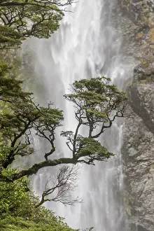 Oceania Nature Photography Drucke: Branch of a tree in front of waterfall