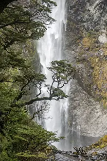 New Zealand Waterfall Photography Drucke: Branch of a tree in front of waterfall