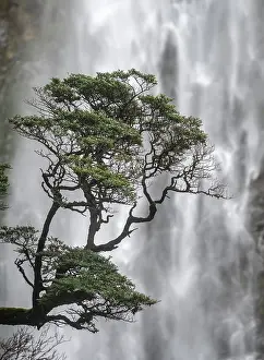Uninhabited Countryside Scenery Photo Drucke: Branch of a tree in front of waterfall