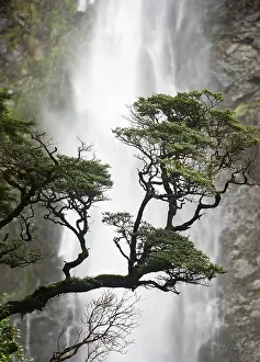 Devils Punchbowl Falls Landscape Drucke: Branch of a tree in front of waterfall