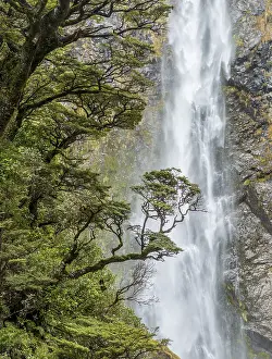 Devils Punchbowl Falls NZ Drucke: Branch of a tree in front of waterfall