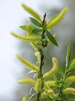 Deciduous Tree Drucke: Branch with willow catkins in spring