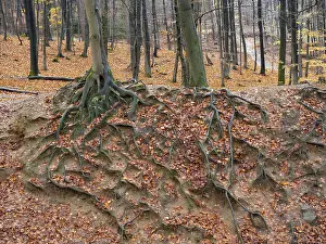 North Rhine Westphalia Trees Drucke: Branched beech roots dig into the soil