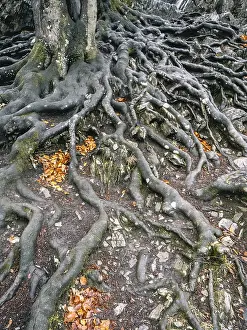 North Rhine Westphalia Trees Drucke: Branched beech roots dig into the soil