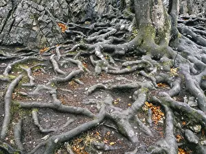 Deciduous Tree Roots Drucke: Branched beech roots dig into the soil