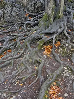 North Rhine Westphalia Trees Drucke: Branched beech roots dig into the soil