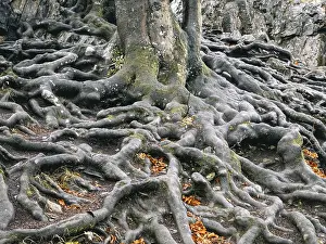 North Rhine Westphalia Trees Drucke: Branched beech roots dig into the soil