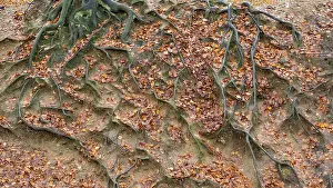 North Rhine Westphalia Europe Drucke: Branched beech roots dig into the soil
