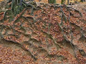 North Rhine Westphalia Europe Drucke: Branched beech roots dig into the soil