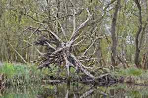 Nature Park Peenetal Drucke: Branched root system of a fallen tree above water