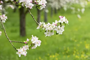 Fruit Growing In Europe Drucke: Branches of a blossoming apple tree