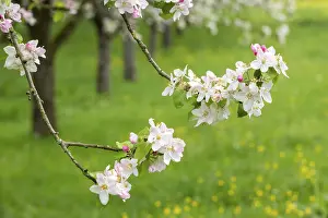 Fruit Blossom Photography Drucke: Branches of a blossoming apple tree