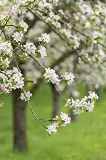 Fruit Blossom Photography Drucke: Branches of a blossoming apple tree