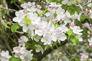 Springtime Agriculture Drucke: Branches of a blossoming apple tree