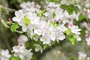 Springtime Fruit Blossoms Drucke: Branches of a blossoming apple tree