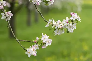 Fruit Blossom In Spring Drucke: Branches of a blossoming apple tree