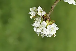 Fruit Tree Blossoms Drucke: Branches with blossoms of cherry (Prunus)