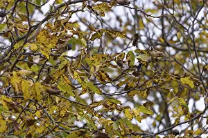 Deserted Deciduous Tree Drucke: Branches with discoloured leaves