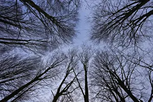 Protected Area Bavaria Germany Drucke: Branches form a geometric pattern against a calm sky