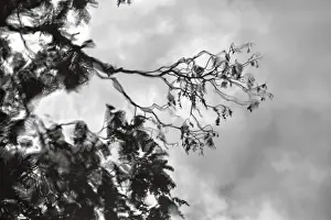 Northern Ireland Landscape Drucke: Branches, leaves, dark rain clouds