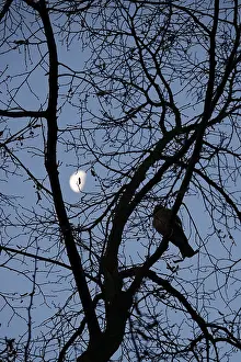 Late Autumn In Germany Drucke: Branches with moon in the background