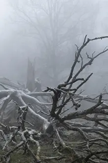 Solitary Oak Tree Drucke: Branches of an old, lightning-split