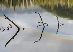 Prismatic Colors In Nature Drucke: Branches sticking out of the water