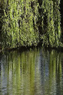 Central Europe Nature Shots Drucke: Branches of a willow are reflected in a lake
