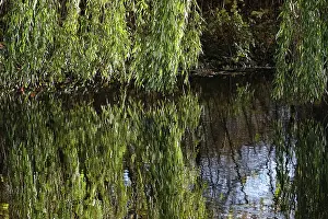 Waterfront Scenery Germany Drucke: Branches of a willow are reflected in a lake