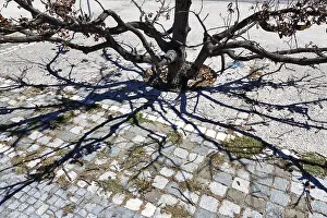 Deserted Urban Environment Photo Drucke: Branches of a withered tree, symbolic image