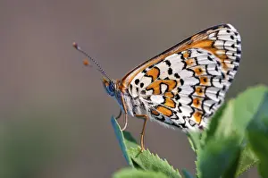 Diurnal Lepidopteran Species Drucke: Brandenburg, common cheek moth