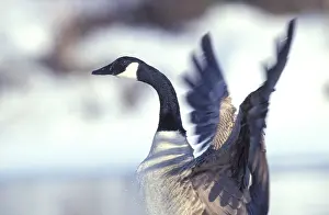 Aquatic Bird Habitat Photos Drucke: Branta canadensis