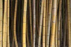 Bamboo Forest Landscape Drucke: Brauner Bambus