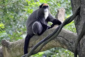 Central Africa Wildlife Drucke: Brazzamere cat (Cercopithecus neglectus)
