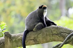 Central Africa Wildlife Drucke: Brazzamere cat (Cercopithecus neglectus)