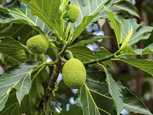 Artocarpus Altilis Drucke: Breadfruit on the breadfruit tree (Artocarpus altilis)
